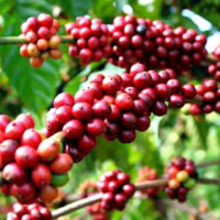 ปุ๋ยกิฟฟารีน กาแฟพันธุ์โรบาสต้า เทคนิคการใช้ปุ๋ย ธาตุอาหารเสริมและการดูแลรักษา